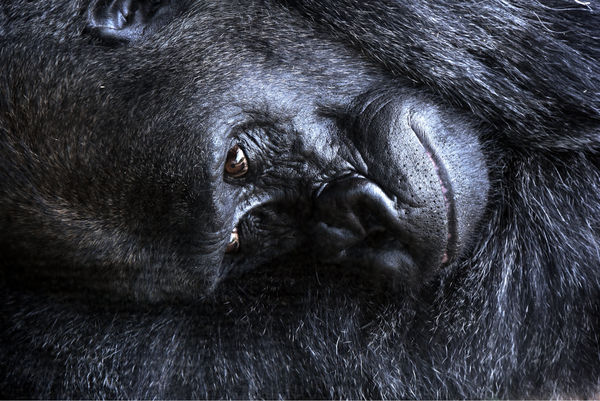 Gorilla right when he opened his eyes...