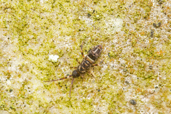 An Elongate Springtail - do they ever stay still?...