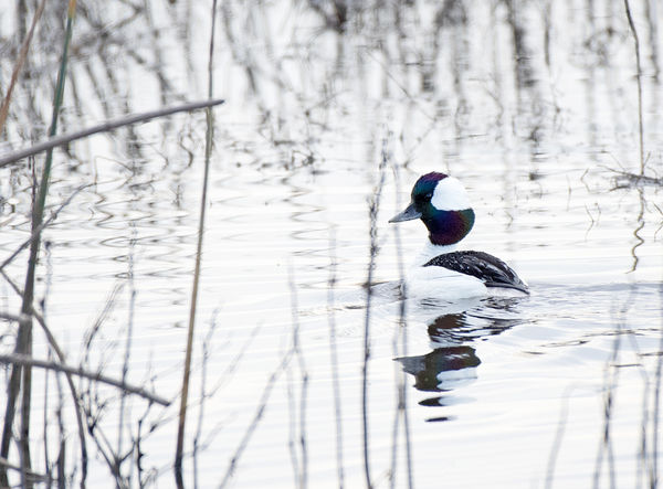 Bufflehead, a small diving duck that is almost alw...