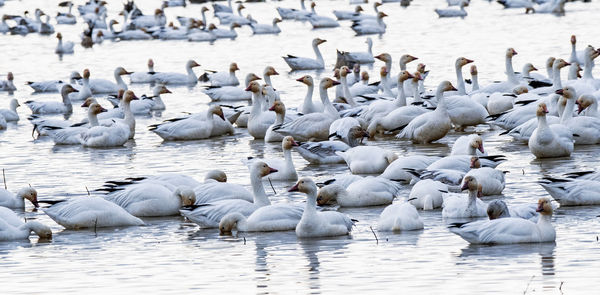 Kind of dingy Snow Geese?...