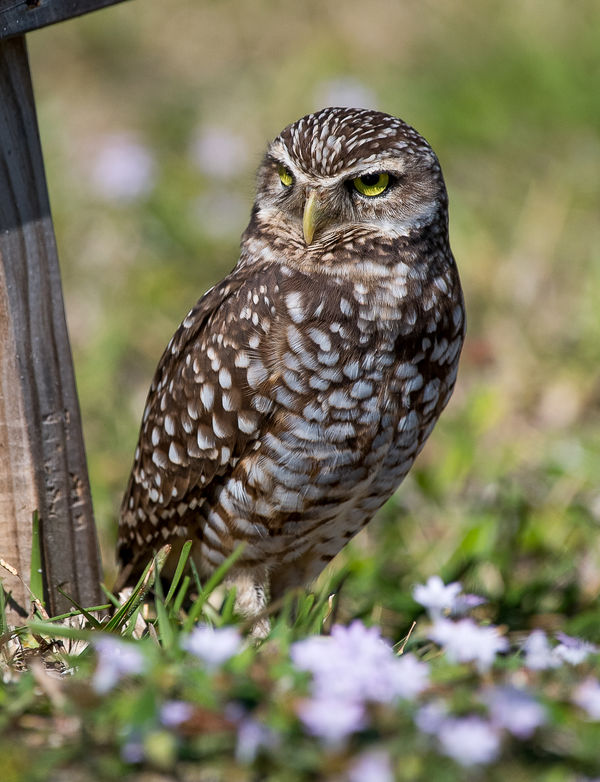 Burrowing Owl: D5, 200-500mm, 1/5000 @ f/5.6...