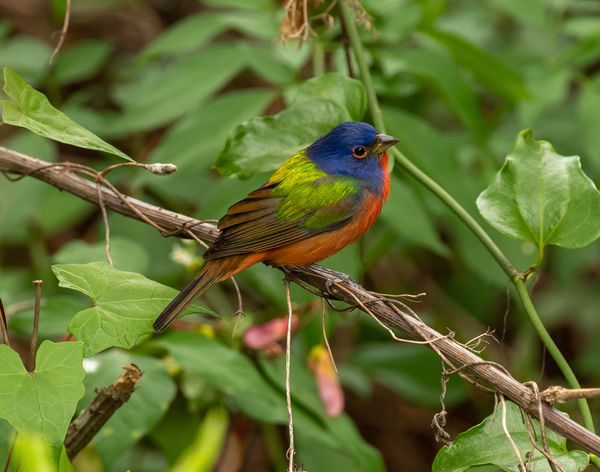 Painted Bunting: D5200-500mm 1/200 @ f/5.6...