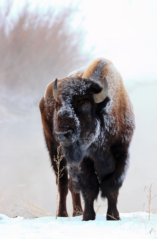 Bison by Kelly Spring...