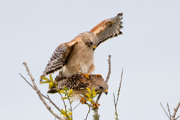 #2 Red Shouldered Hawks mating...