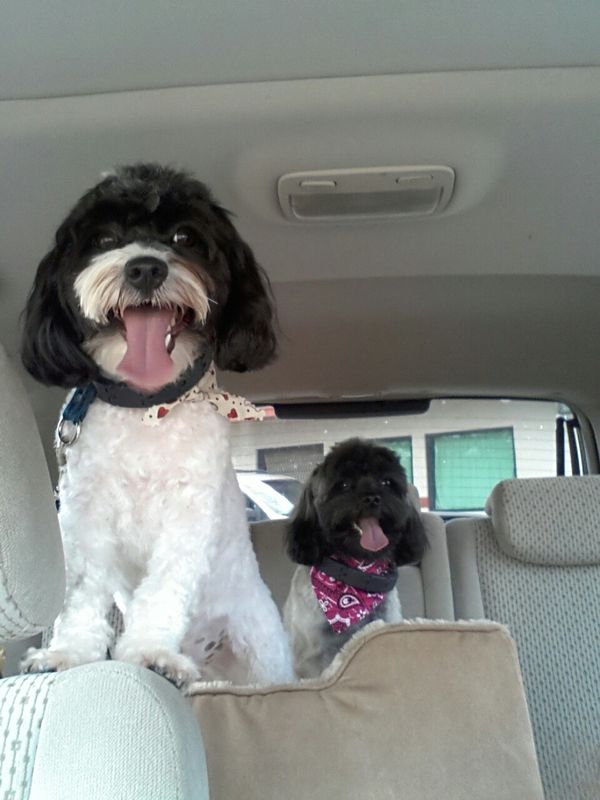 Fresh from the groomer - don’t we look just spiffy...