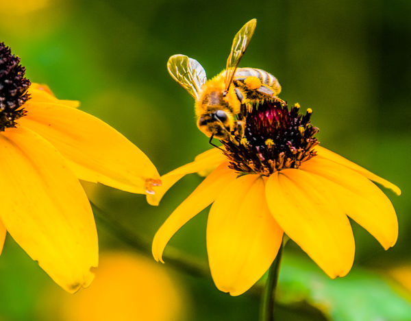 Bee On Flower...