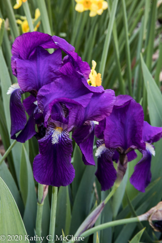 Only two iris were blooming...