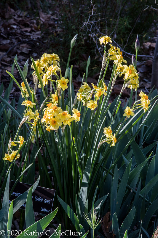 Daffodils were in abundance...