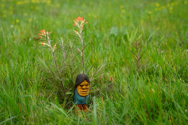 Indian in a blanket, with Indian blanket flower : ...