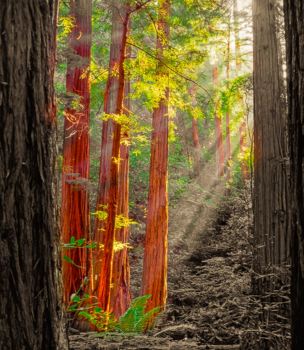 John Muir Redwoods...