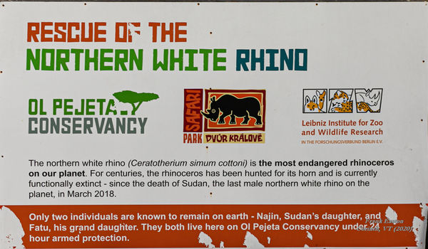A bit of description of the Southern White Rhino's...