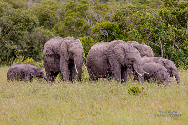 Herd of Elephants we happened upon next to the roa...