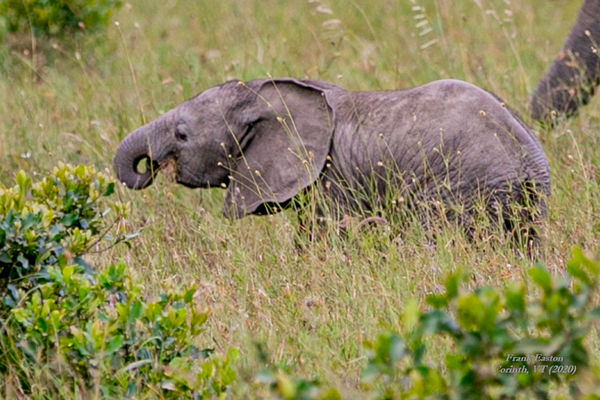 A baby eating grass ... hard to think of an elepha...