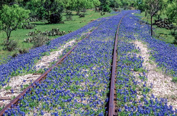 Blue Bonnets in Texas...
