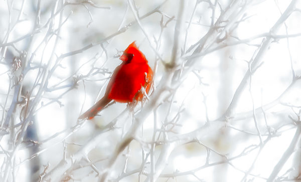 Cardinal Through The Window...