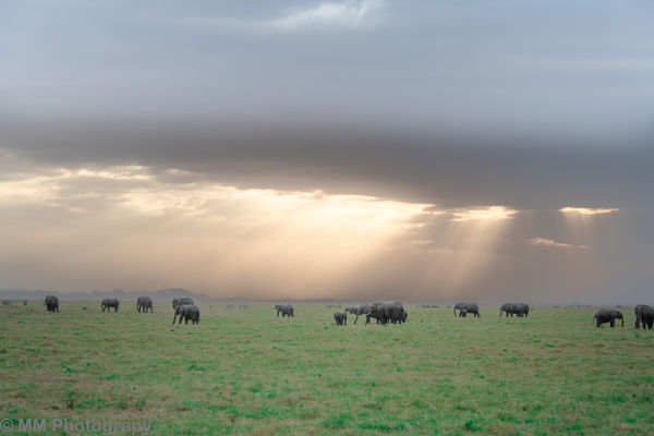 Elephants in late afternoon.  sky and space and wo...