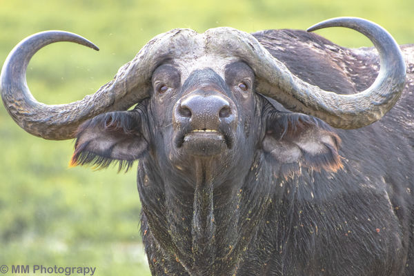 Cape buffalo checking me check him out....
