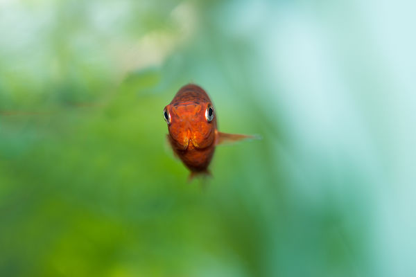 One of my Orange Platty fish that was born in the ...