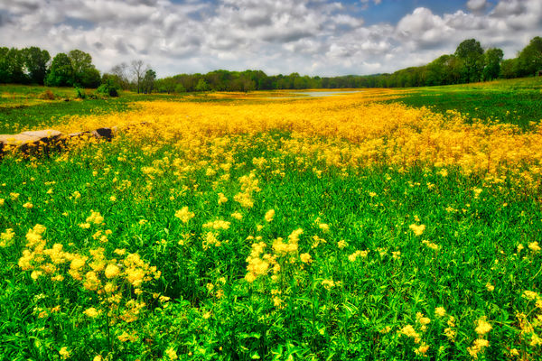 A Field of Yellow Flowers...