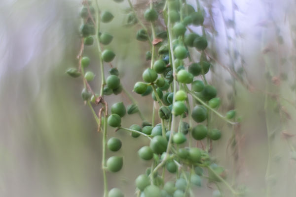 String of pearls...