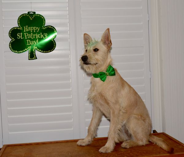 Our Irish Terrier Zoey...