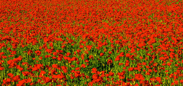 A Field of Red Flowers...