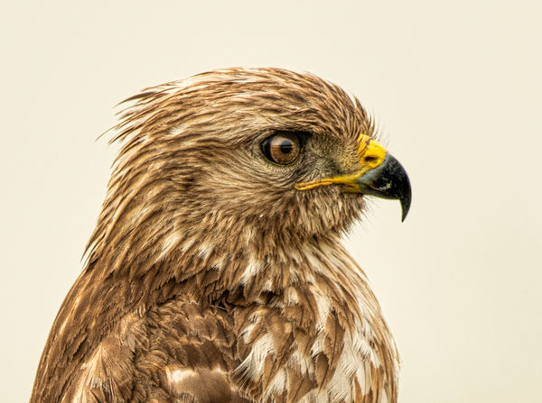 Juvenile Red Shouldered Hawk...