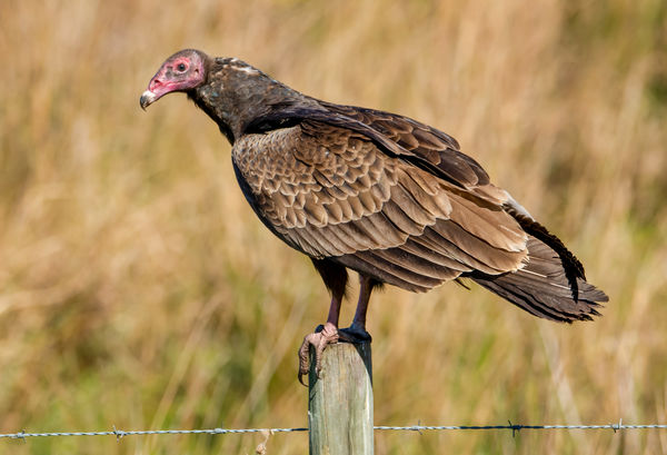 A Turkey...(vulture)...