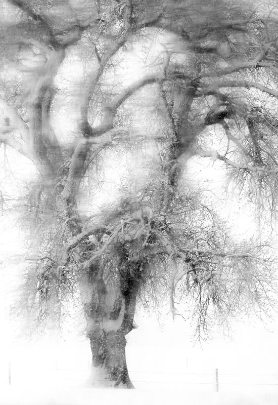 Tree Through The Window In Colorado Snow...