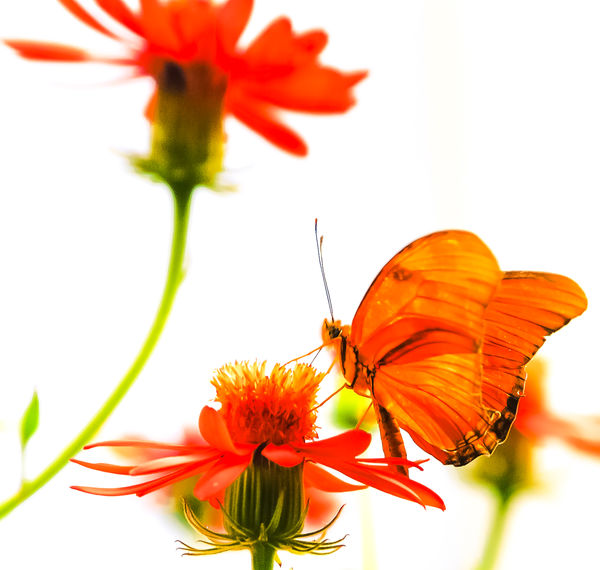 Orange Butterfly and Flower...