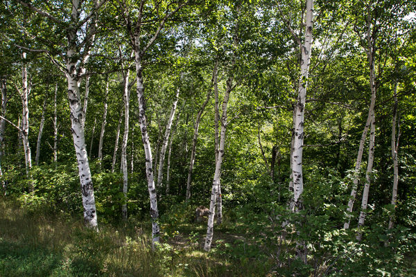 White birches - New Hampshire...