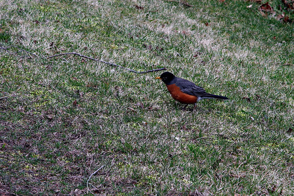 I saw about a dozen Robins, but I photographed thi...