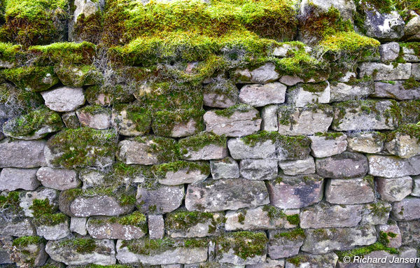 Moss On The Wall in England...