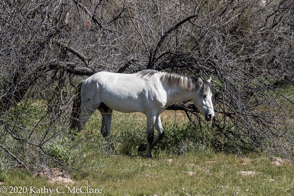 One of the Salt River horses...
