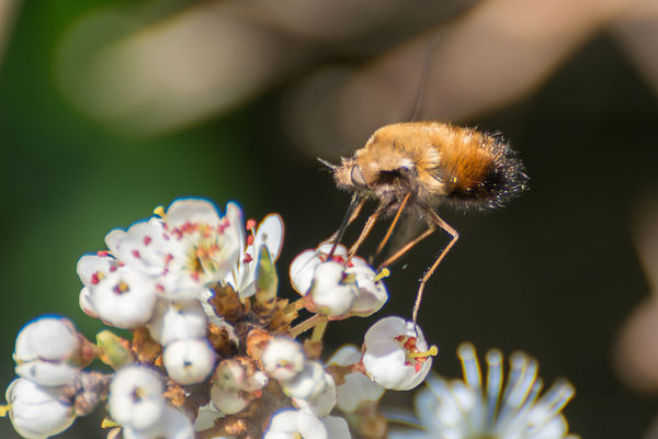 Dotted Bee Fly (Bombylius discolor)...