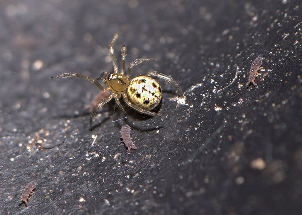 Enoplognatha ovata - one of the different Candy St...