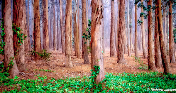 Eucalyptus Trees At The Presidio, CA...