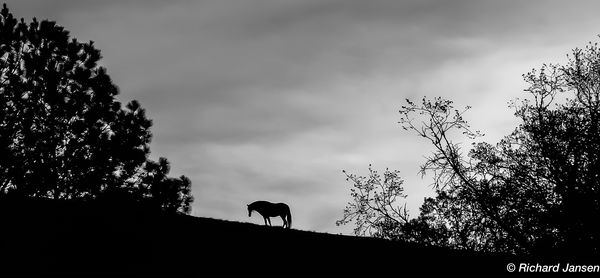 Lonely Horse On The Hill, TN...
