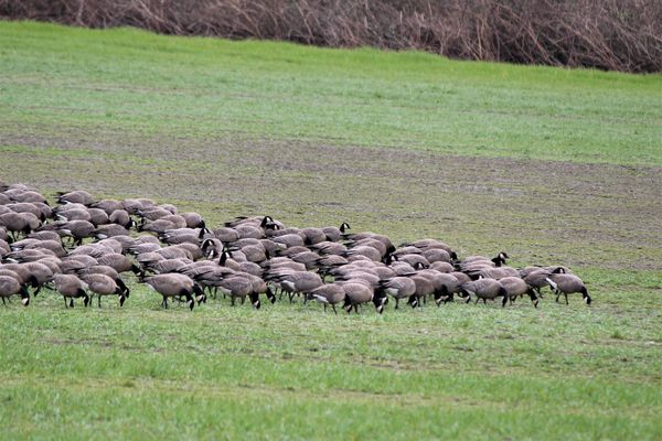 Canada Geese Feeding in V Formation...