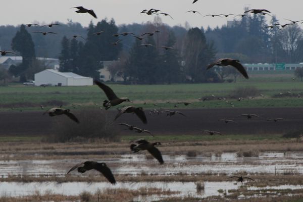 Canada Geese---Coming in for Landing...