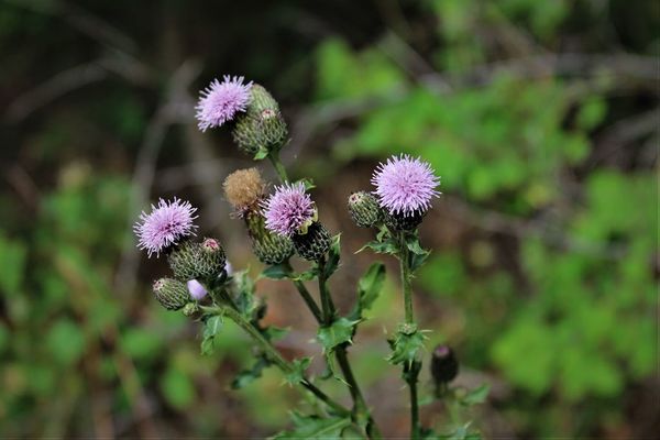 Canadian Thistle...