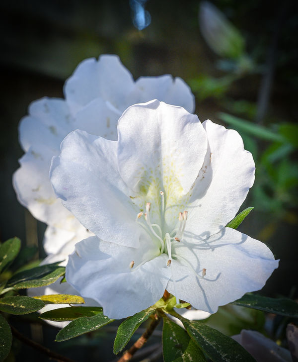 White Azalea (large bloom)...