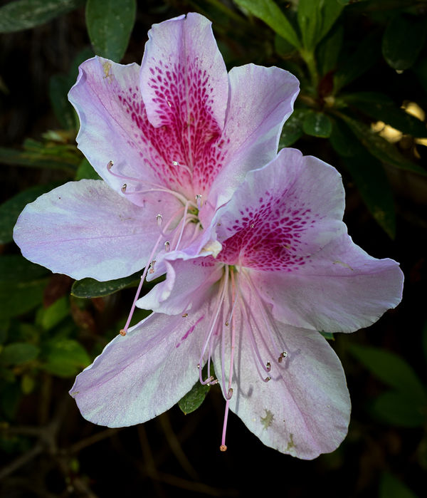 Light pink Azalea (large bloom)...