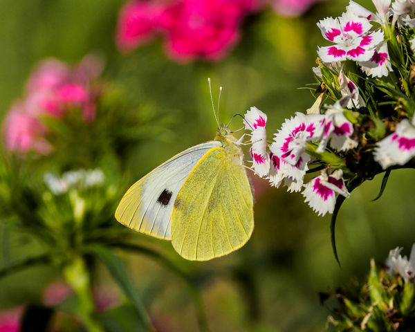 Cabbage White or Large White Butterfly...