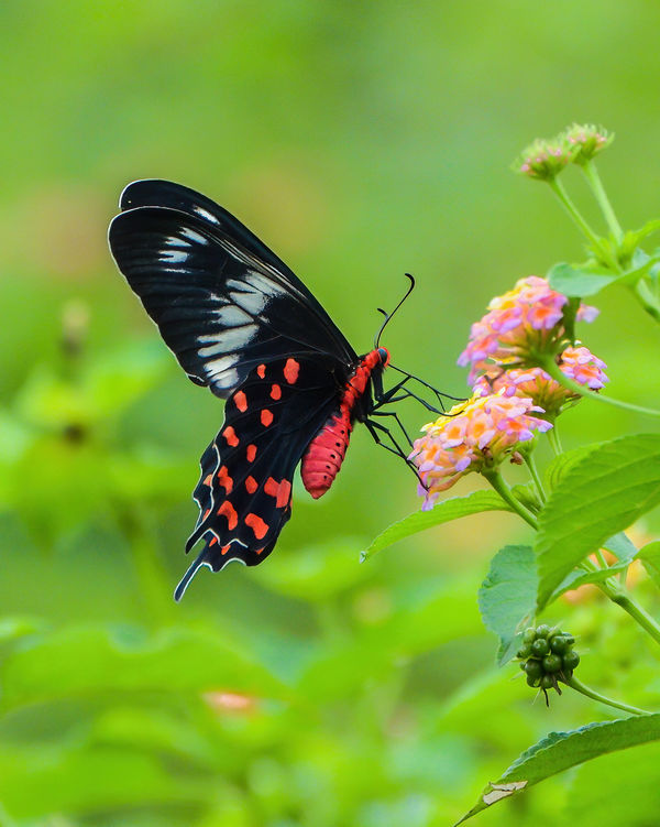 Red Bodied Swallowtail...