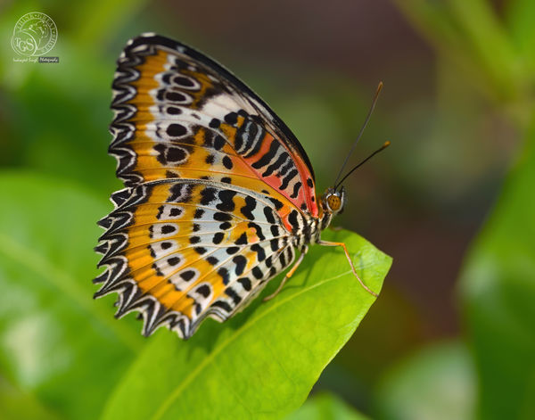 Indian Fritillary Butterfly...