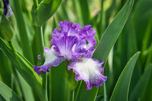 My favorite Iris...