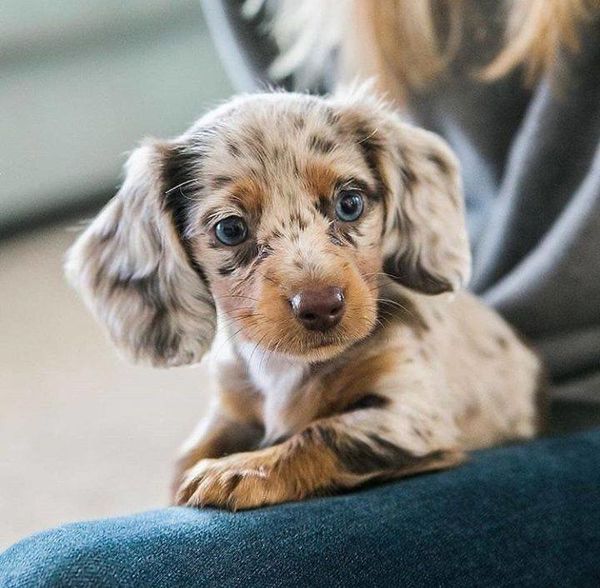 Isn't this a really beautiful little Puppy to Shar...