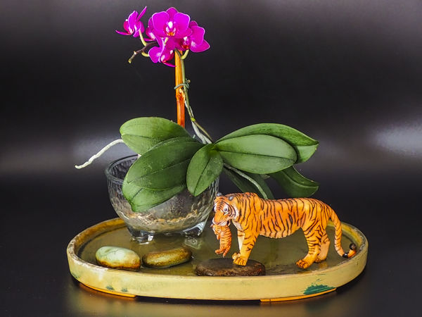 Orchid & Tiger...
