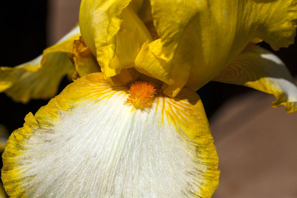 Yellow Iris sticking its tongue out at the coronav...